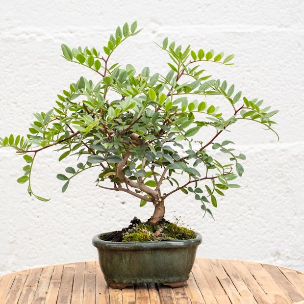 Bonsai: cura, irrigazione e mantenimento