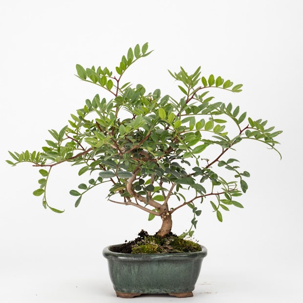 Bonsai 7 lat Pistacia lentiscus