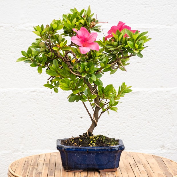 Бонсай 8-летний Rhododendron indicum