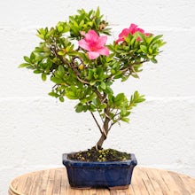 Bonsaï 8 ans Rhododendron indicum
