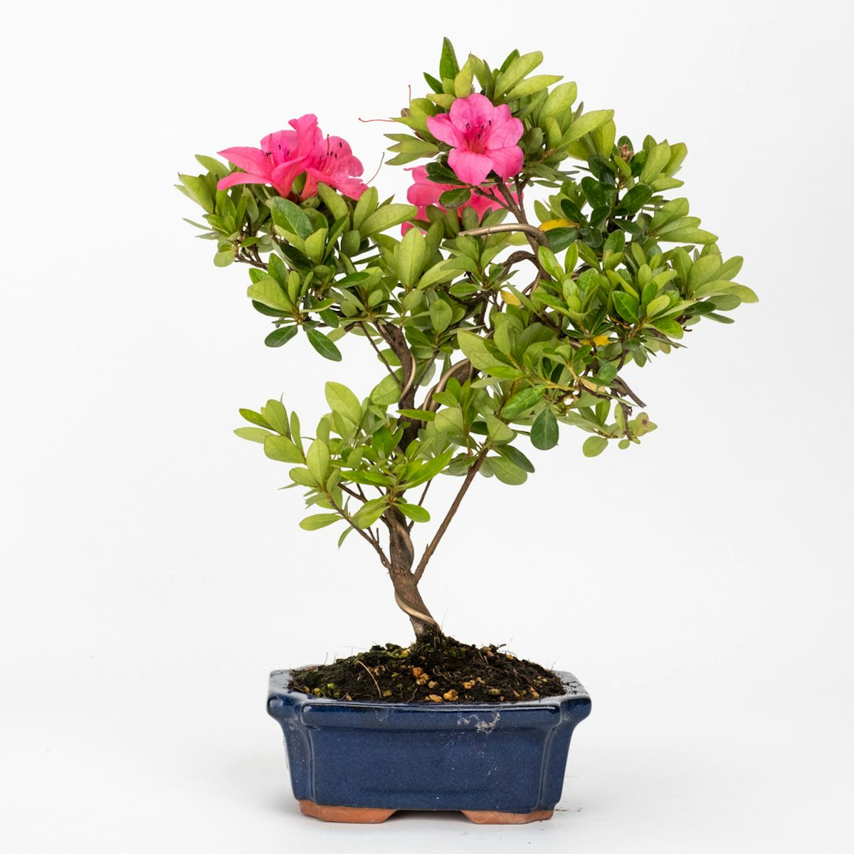 Bonsai 8 anni Rhododendron Indicum