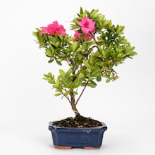 Bonsaï 8 ans Rhododendron indicum