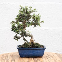 Bonsai Olivo 7 years old related pic