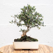 Bonsai Olivo 10 años related pic
