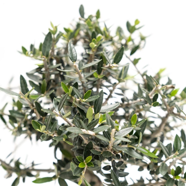 Олива / Olea bonsai