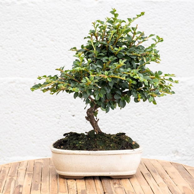 Bonsai 7 years old Cotoneaster sp.