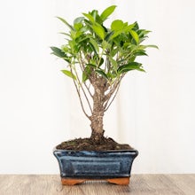 Bonsai Ficus retusa 5 lat related pic