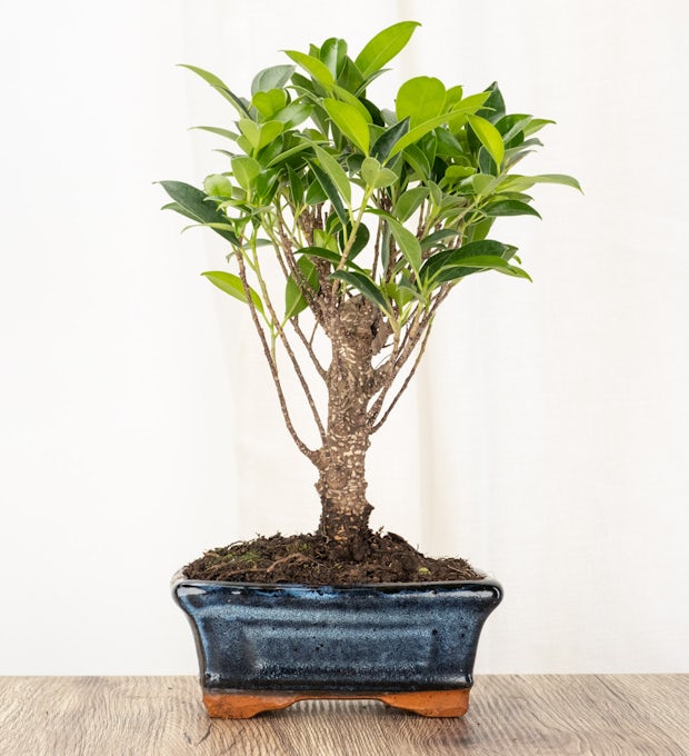 Bonsai Ficus retusa 5 Jahre alt