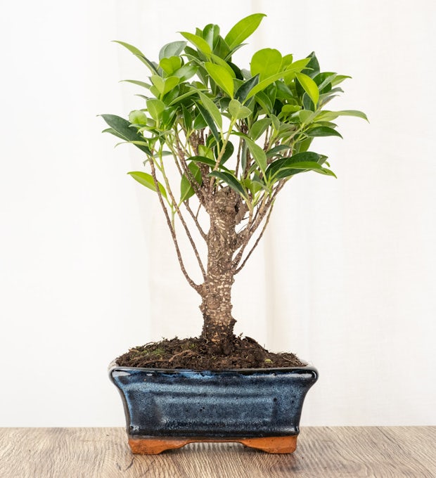 Бонсай Ficus retusa 5 лет