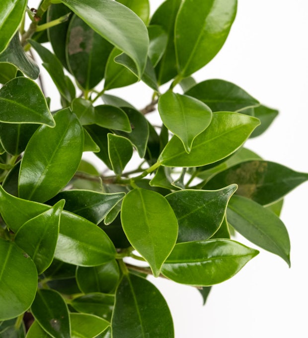 Bonsai Ficus retusa 5 år gammel