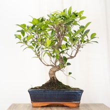 Bonsai Ficus 10 anos de idade related pic