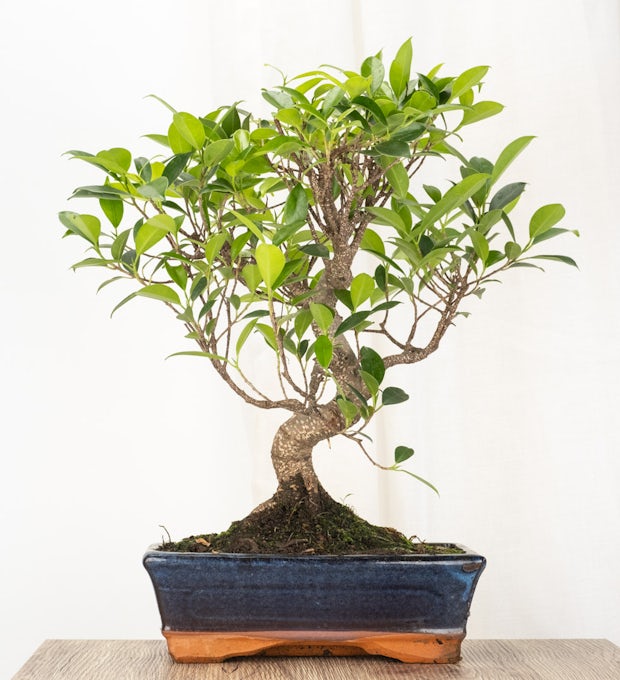 Bonsai Ficus 10 anos de idade