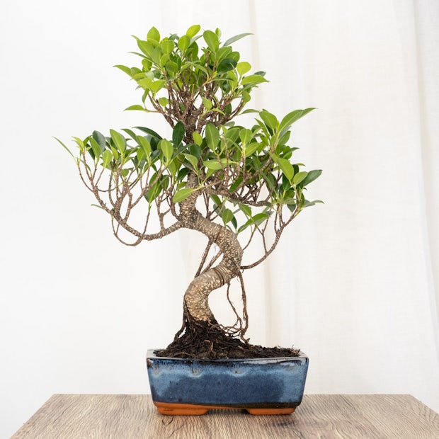 Бонсай Ficus retusa 8 лет