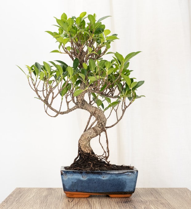 Bonsai Ficus retusa (8 years old)
