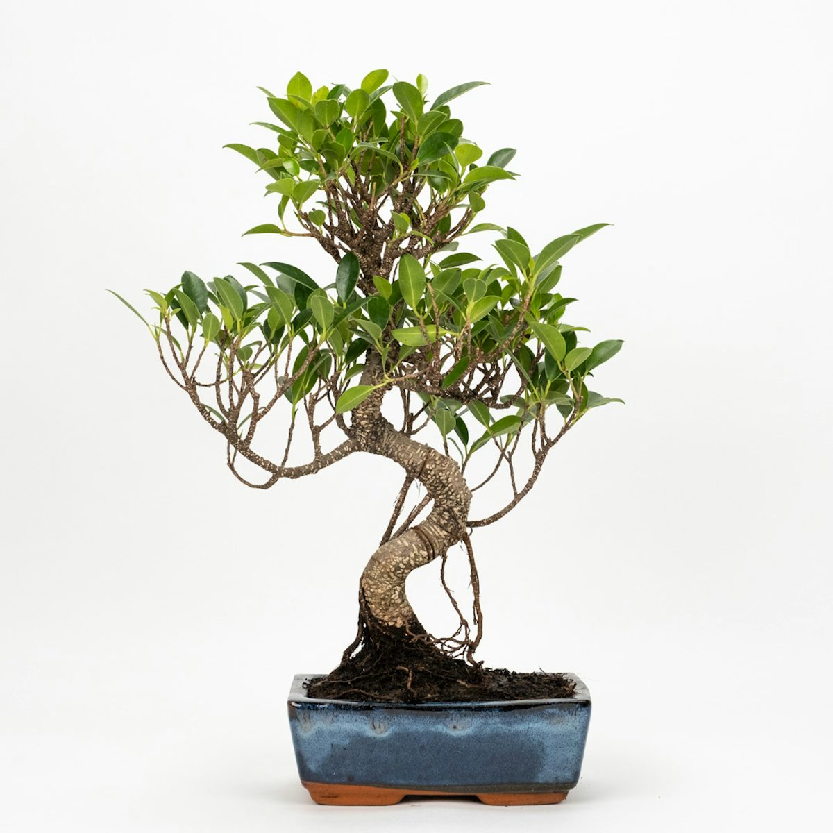 Bonsai Ficus retusa 8 ans