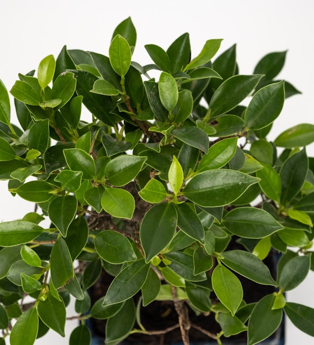 Bonsai Ficus retusa 8 anni