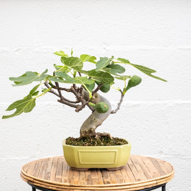 Bonsai Ficus carica 10 anos de idade
