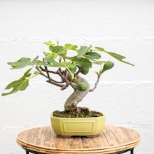 Bonsai 10 years old Ficus cari... related pic