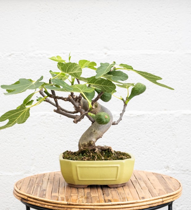 Bonsai Ficus carica 10 anos de idade