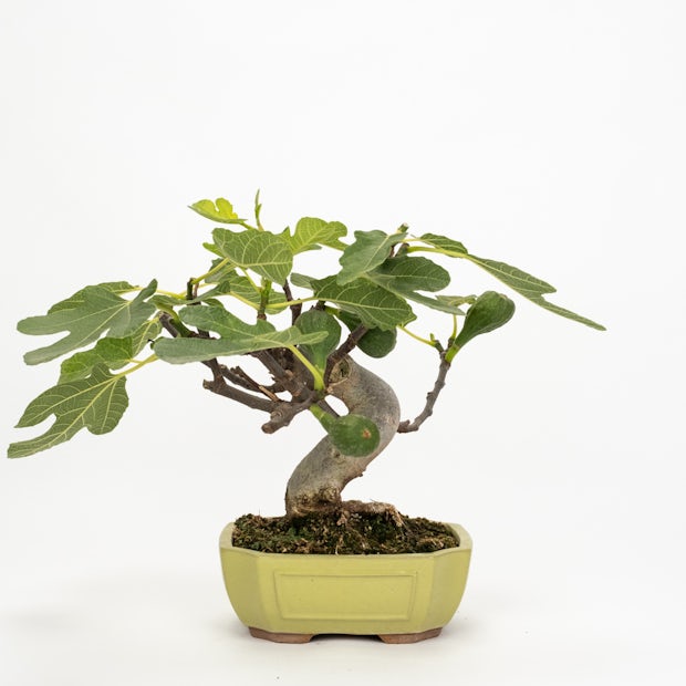 Bonsai 10 lat Ficus carica