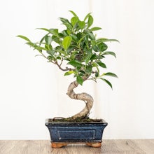 Bonsai Ficus retusa 6 lat related pic