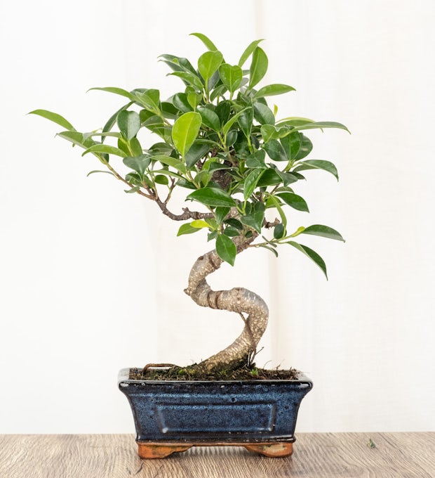 Bonsai Ficus retusa (6 Jahre alt)