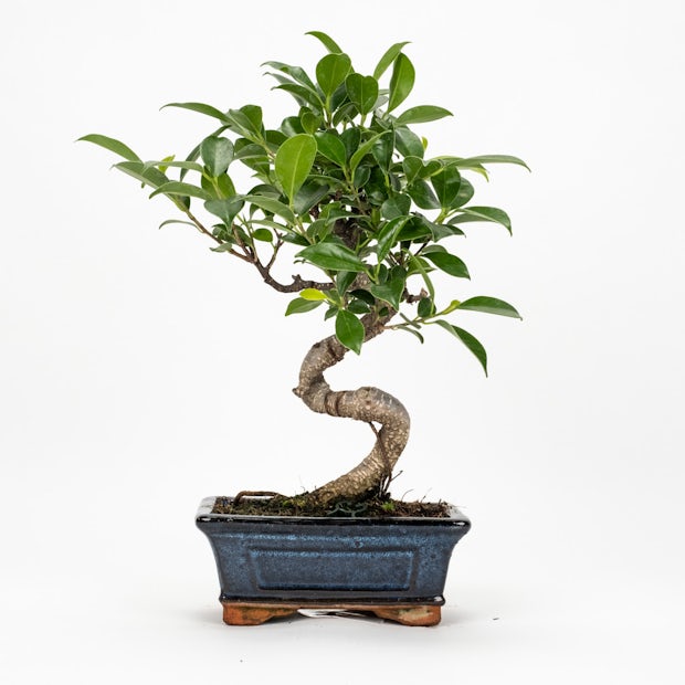 Acquistare Bonsai Ficus retusa 6 anni - Un bonsai resistente 