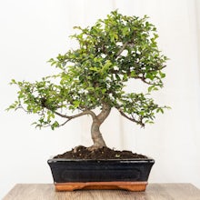 Bonsai Zelkova (10 years old) related pic