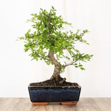 Bonsai Zelkova 8 years old related pic