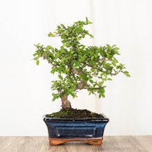 Bonsai Zelkova (6 years old) related pic