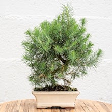Bonsai 7 lat Pinus halepensis related pic