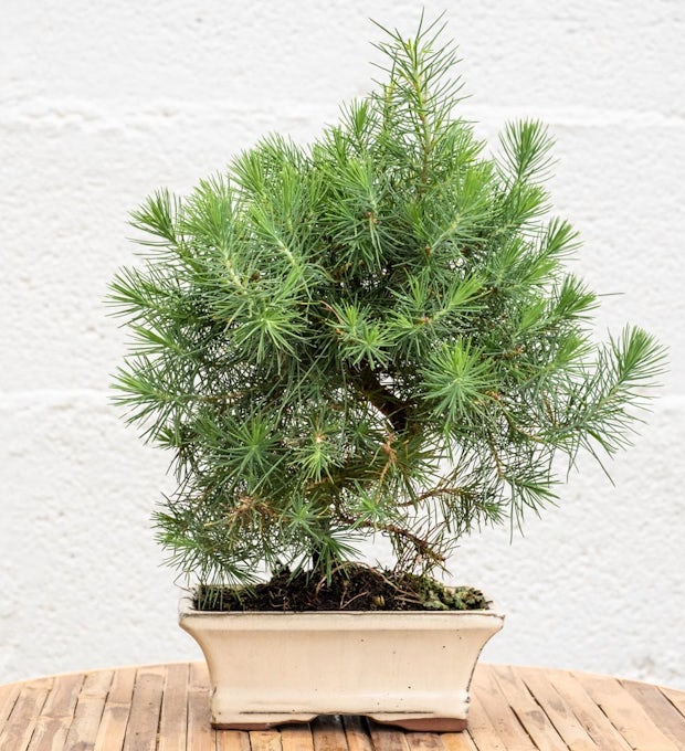 Bonsai de 7 anos Pinus halepensis