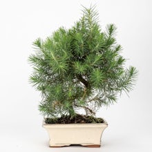 Bonsái 7 años Pinus halepensis