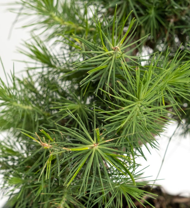 Bonsai 7 lat Pinus halepensis