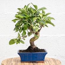 Bonsai 7 years old Malus sp related pic
