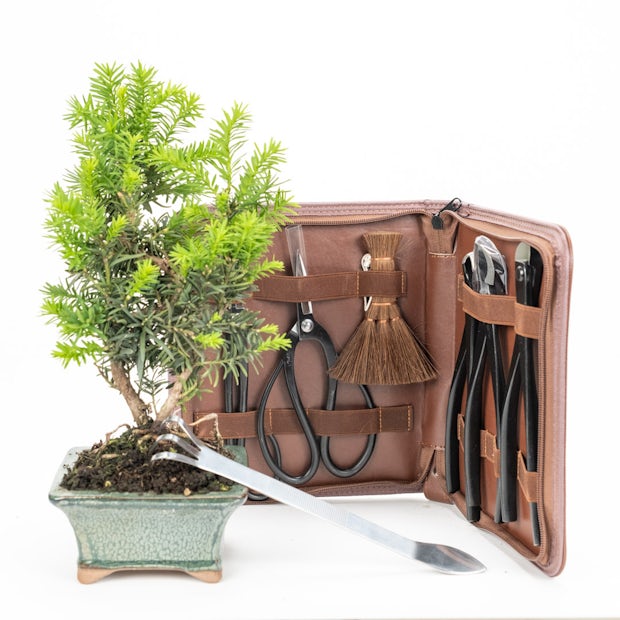 Manta herramientas de bonsái  Herramientas bonsái acero inoxidable