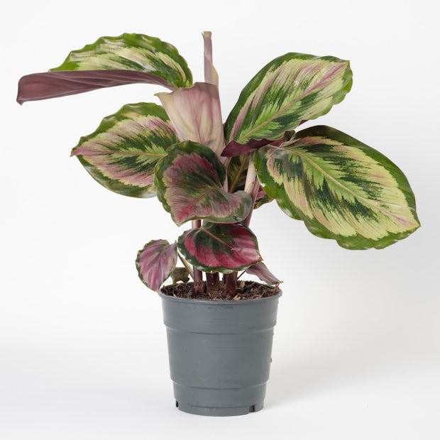 Calathea roseopicta