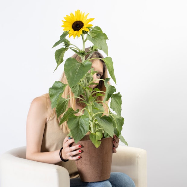 Regalo Biologico: Girasole (Helianthus) Greengift