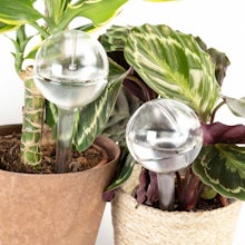 Buy online Berlin pot plants - Buy online S