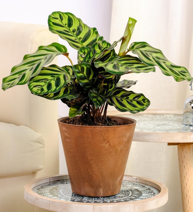 Calathea makoyana