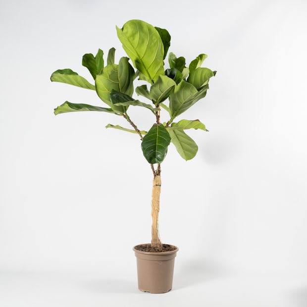 Ficus Geigenblatt - Üppig