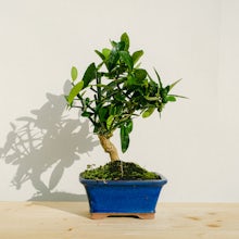 Bonsai-træ 10 år Citrus kinzu ... related pic