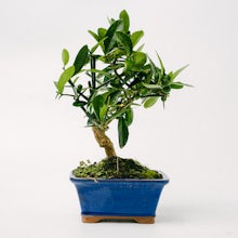Bonsai árvore 10 anos Citrus kinzu / Laranjeira