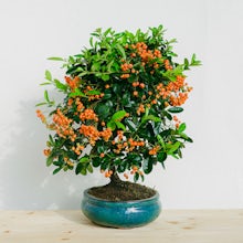 Bonsái 10 años Pyracantha sp.Z... related pic