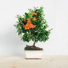 Bonsaï 7 ans Pyracantha sp. ZP... related pic
