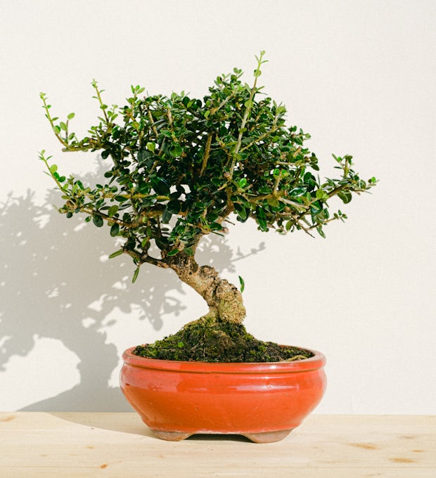 Bonsai Olivo Sylvestris 10 år gammel