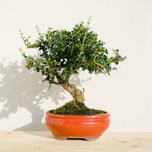 Bonsai Olivier Sylvestris 10 a... related pic