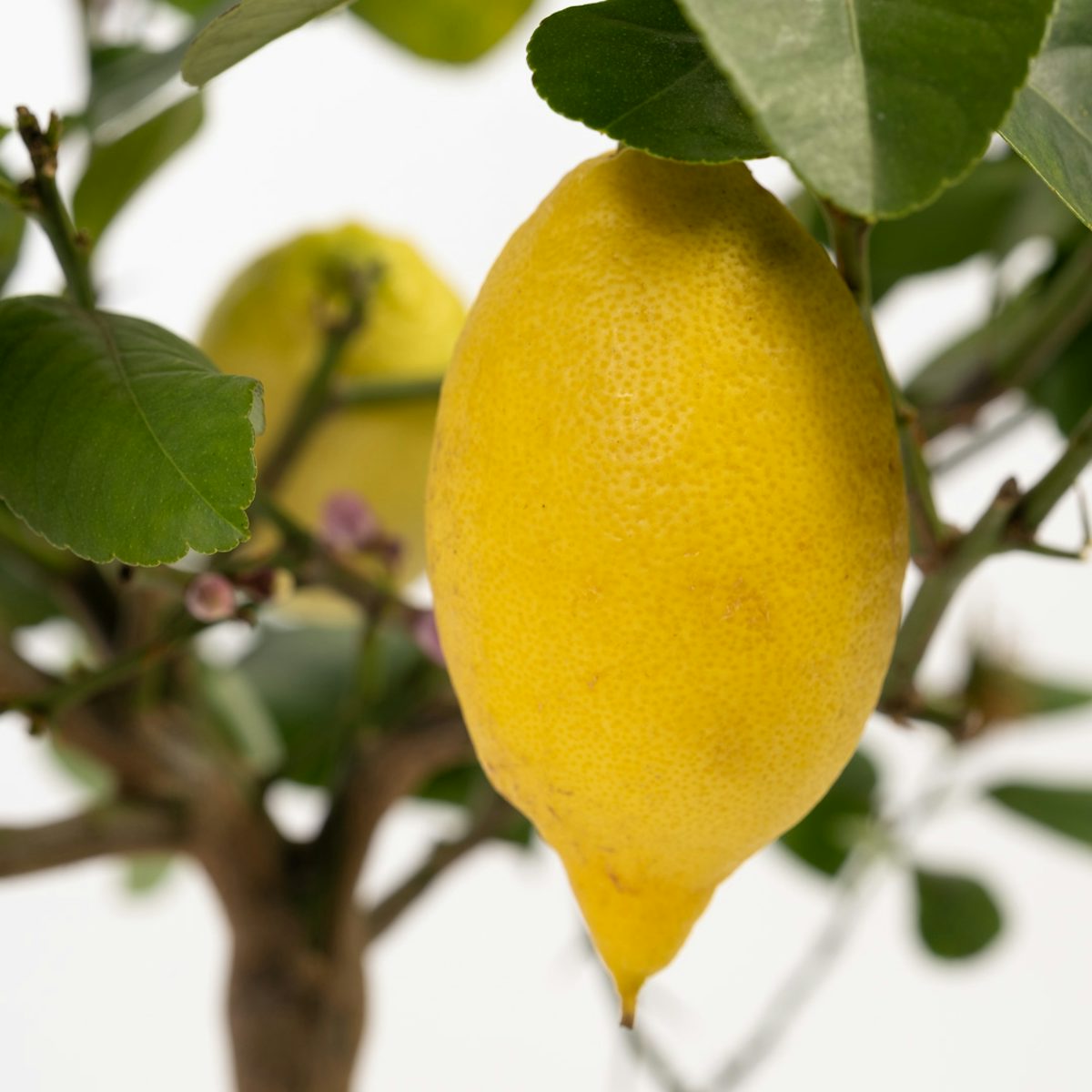 Citrus x limon - Citronnier
