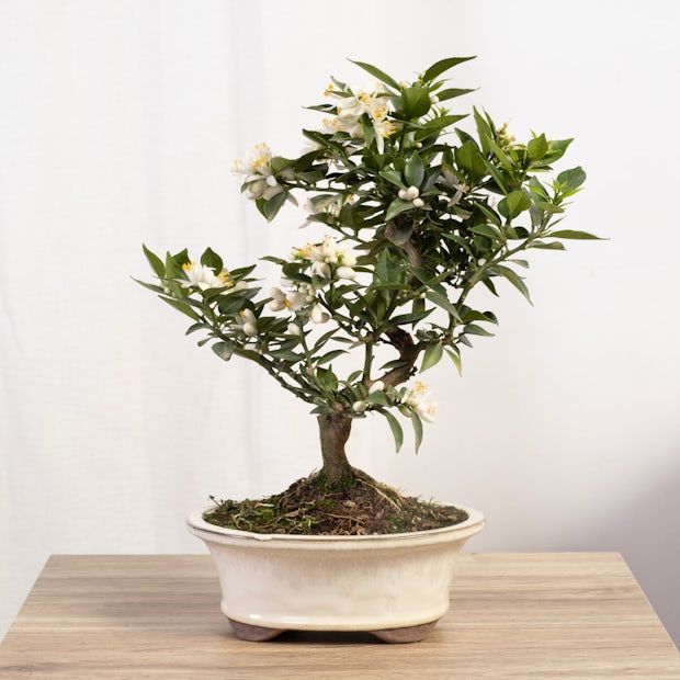 Bonsai 10 lat Citrus myrtifolia