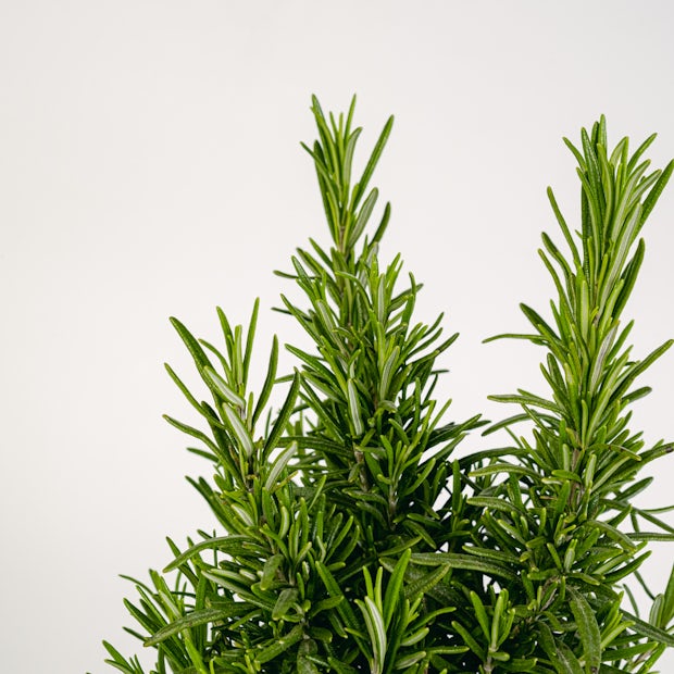 Aromatic medicinal duo - Chamomile and Rosemary